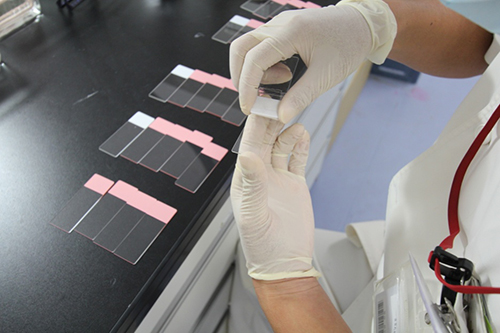 /bell/upload/department/page/clinical_laboratory_pathology_04.jpg