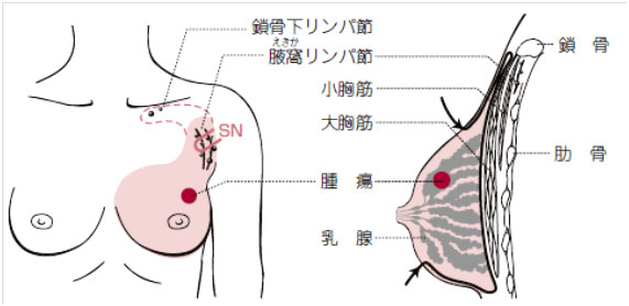 /bell/upload/department/page/mammary3.jpg