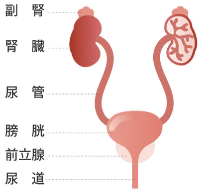 /ozumc/upload/department/page/urology_3.jpg