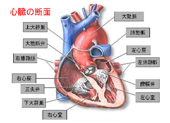 大動脈弁